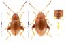 Longitarsus luridus